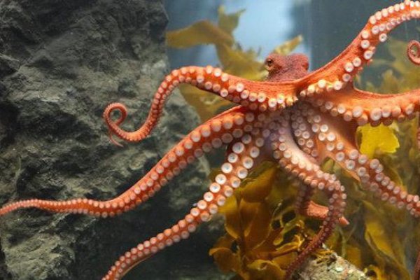 Kraken clear ссылка
