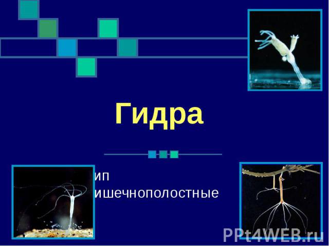 Как правильно зайти на blacksprut blacksprutl1 com